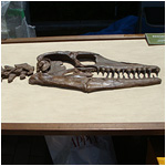 恐竜ロボット　モササウルス頭骨＜中生代白亜紀後期／7900万年前～6500万年前＞